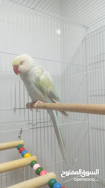 اليف ببغاء درة هندي Indian ringneck parrot friendly