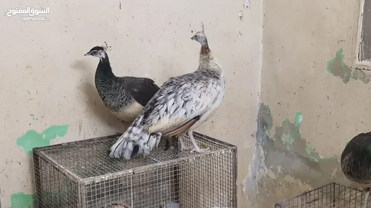 طاووس أمريكي الوصف مهم