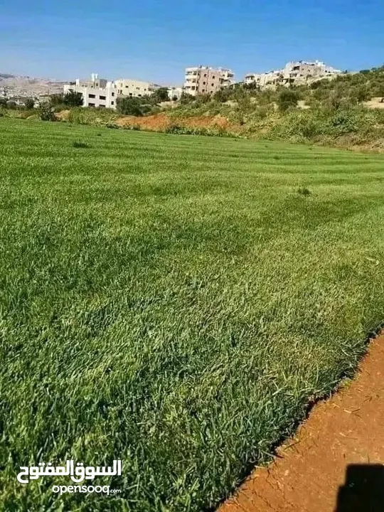 نجيل ديكوندرا ونجيل طبيعي