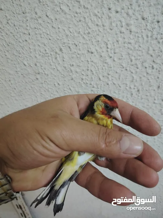 حسون كلاسك اصفر مايور حجل 24