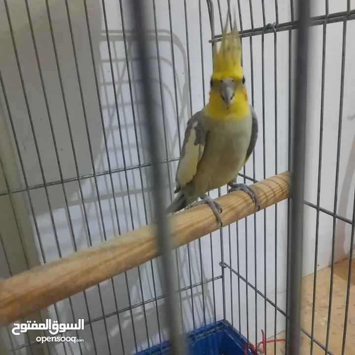 جوز كوكتيل