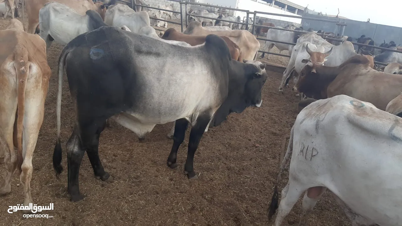 Eid Special: Best Prices on Somali Cows - Limited Stock Available!