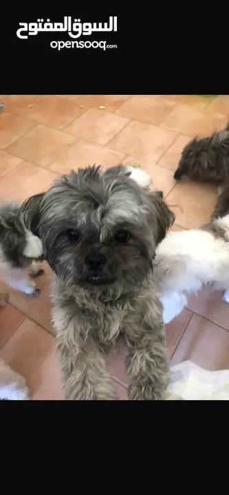 للتبني كلاب شيتزو العمر اقل من سنة نثية وذكر for adoption two dogs under 1 year old