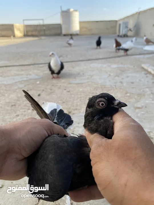كوم حمام للبيع