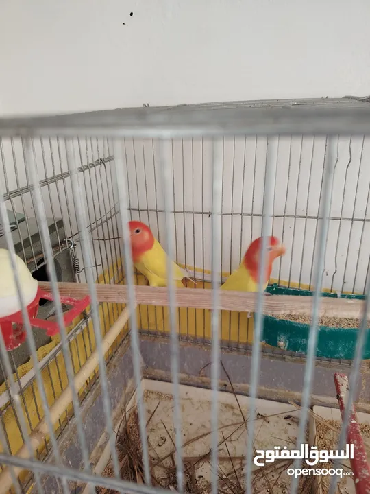 مجموعة طيور روز وفشر  للبيع أو البدل