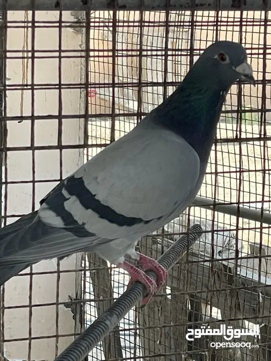حمام ودجاج وبط للبيع