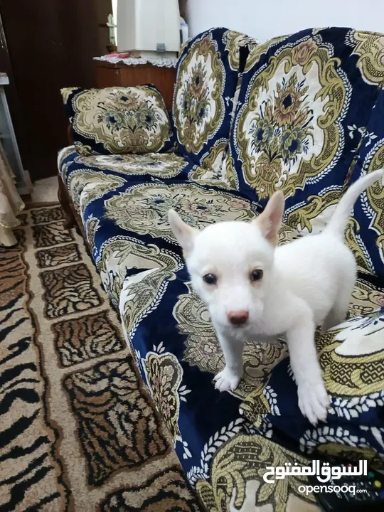 ما نوع هاذا الكلب  هل هاذا هاسكي