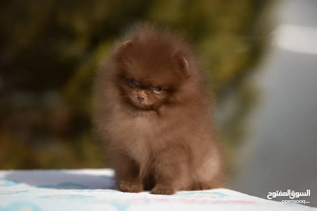 Teacup Pomeranian ready to join new family