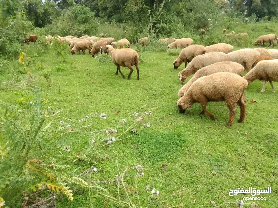 Wholesale Somali Goat, Black Head, and Doper Meat Exported from Kenya – Now Available in UAE