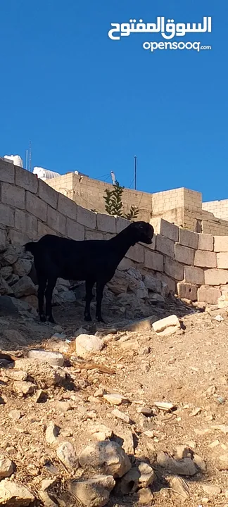 ثلاث عنزات وتيس شاميات نخب اول الثلاث والتيس كلهم ريشت الحبه وحده سوده وثنتين دباسي