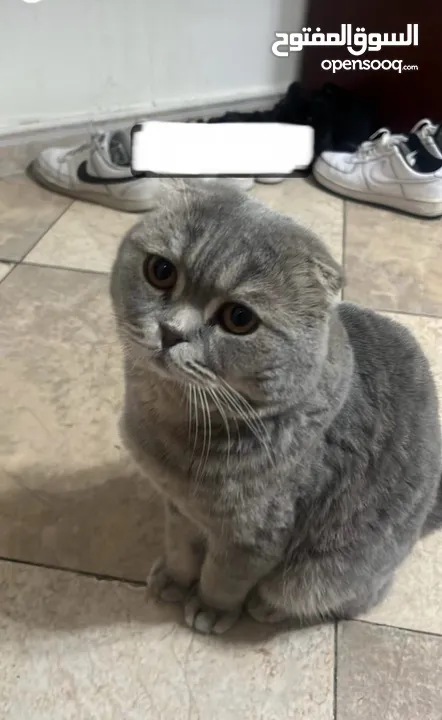 Scottish fold