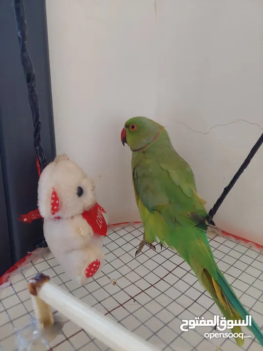 ببغاء درارة هندي ذكر اسمو كوكو عمر سنتين مطوق اليف جدا ما بعض نهائي لعوب بحب الاطفال