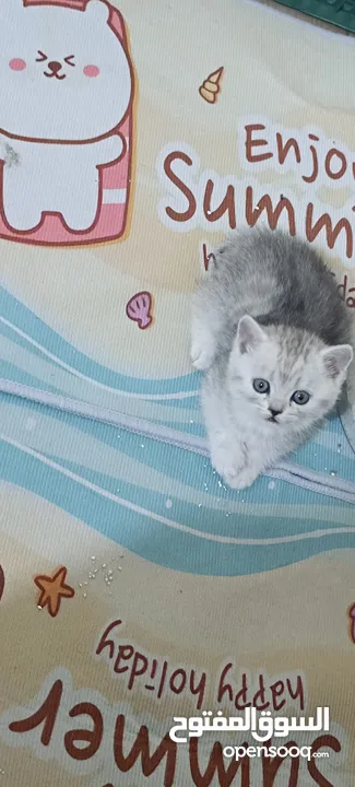 كيتنز سكوتش ستريت سيلفر شيدد  مستوى عالي