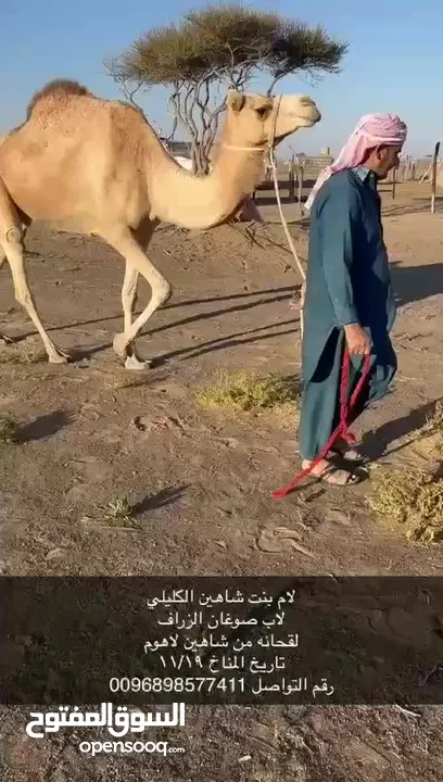 ناقه مدني للبيع