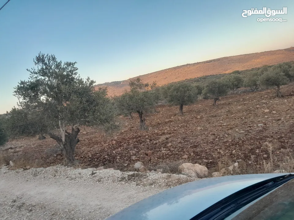 ارض اوصلها كل الخدمات صالحه للسكن