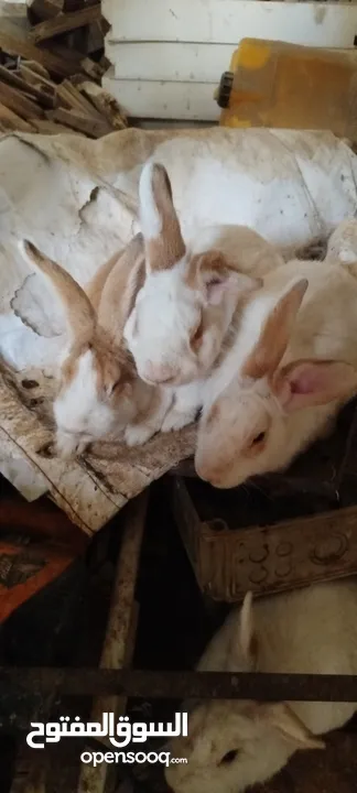 ارانب بسعر مغري