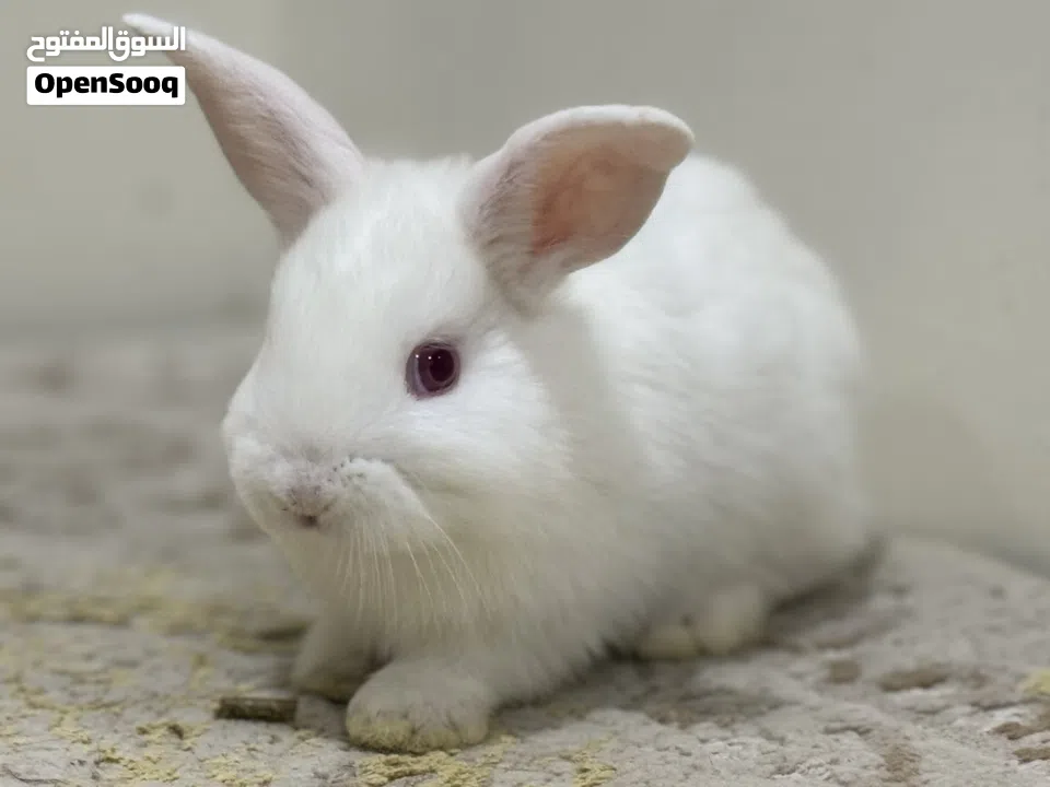 For sale all kinds of rabbits Holland loop , natherland mini , flamish gaint flander etc