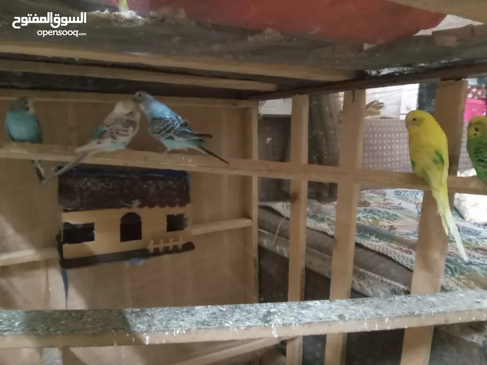طيور الحب نوع البادجي بأحلى الألوان والأصوات