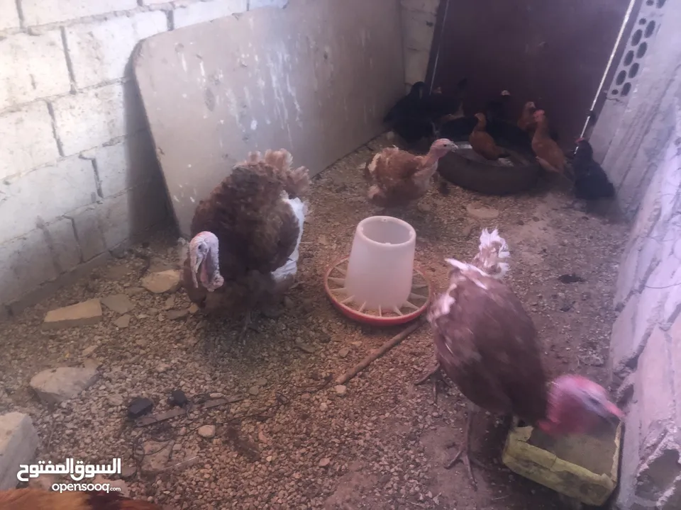 حبش احمر تركي نخب اول جواز