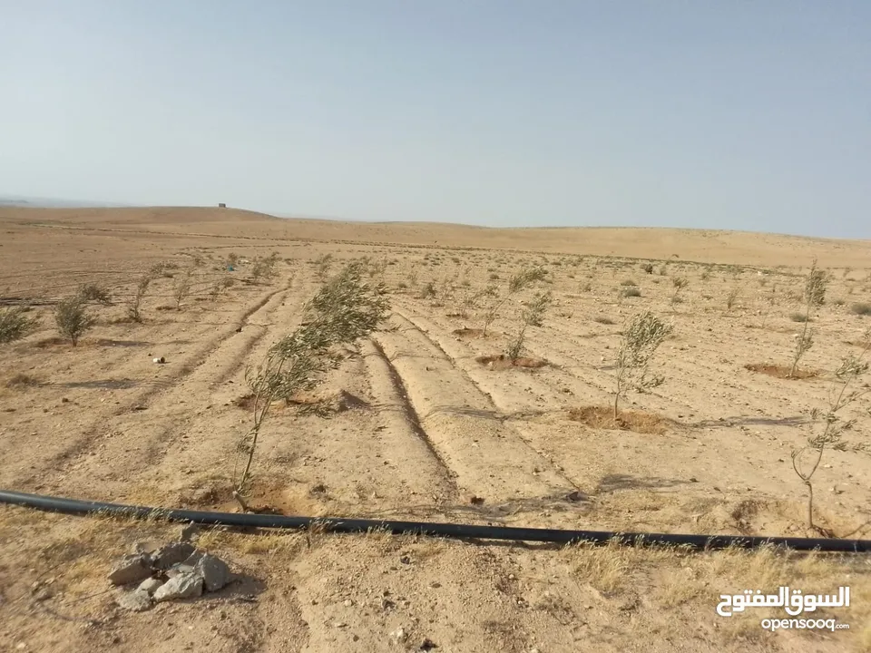 عشره دنمات للبيع