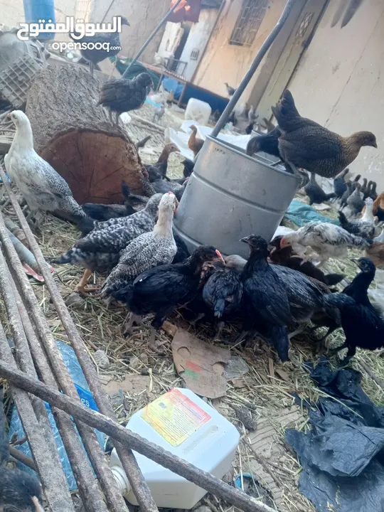 فراخ بلدي عمر شهرين واسبوع مطعمات جميع التطعيمات صحه ونظافة وحجم