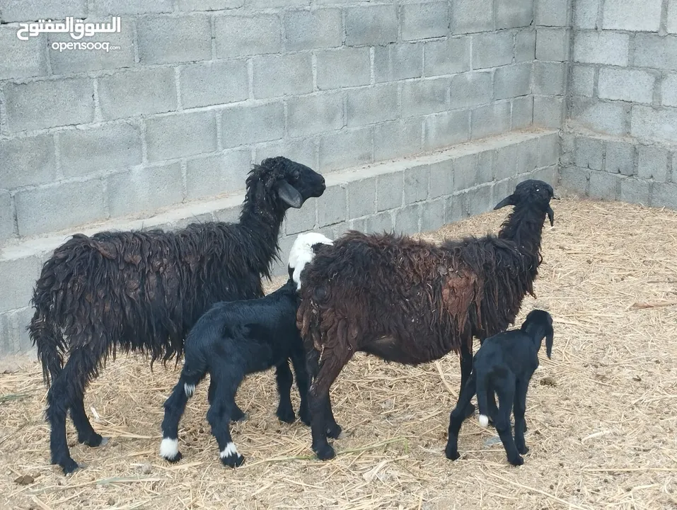 جعد للبيع م شاءالله زينات وامورهن طيبه