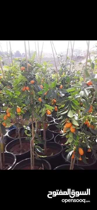 جميع الاشجار المثمرة والزينه  تنسيق وزراعة الحدائق الخارجيه والداخليه  صيانة الحدائق وتشكيل الأشجار
