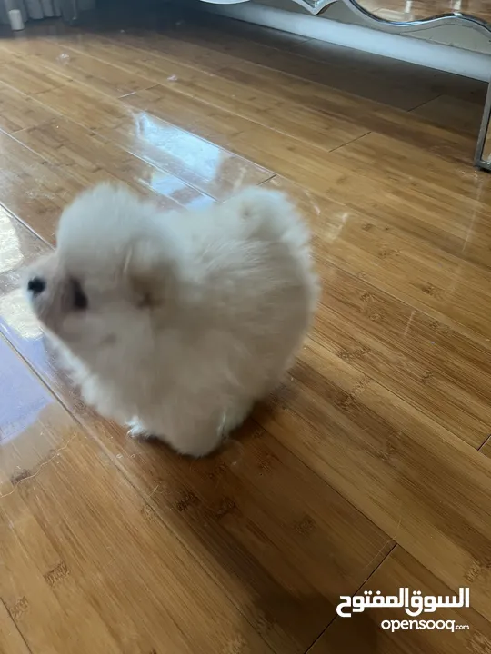 Pomeranian Male