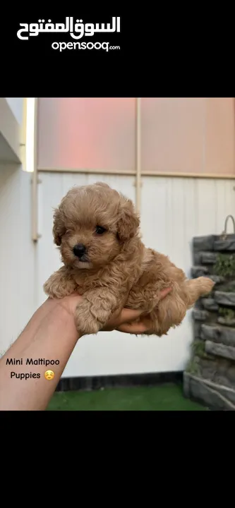 Mini Maltipoo puppies