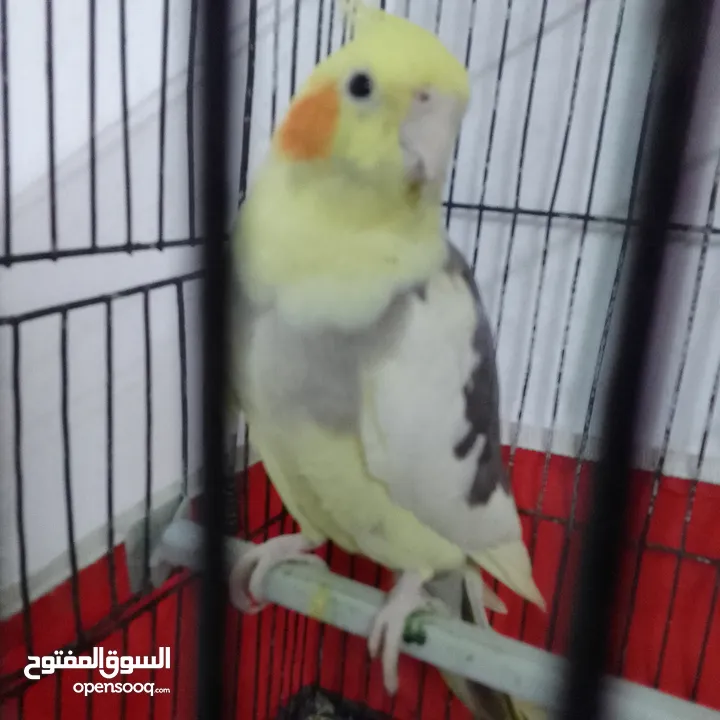 التواصل عبر الوتس اب عصافير حب وكوكتيل حجم جامبو كبير مفتلات والبينه وعادي