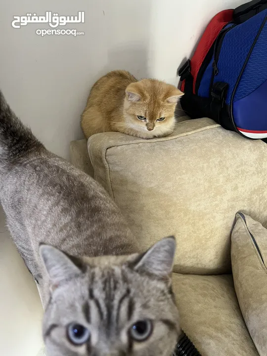 قطتان جميلتان تبحثان عن بيت دافئ  Two lovely cats looking for a loving home