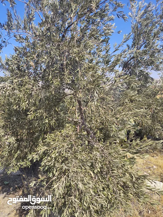 مزرعة للبيع