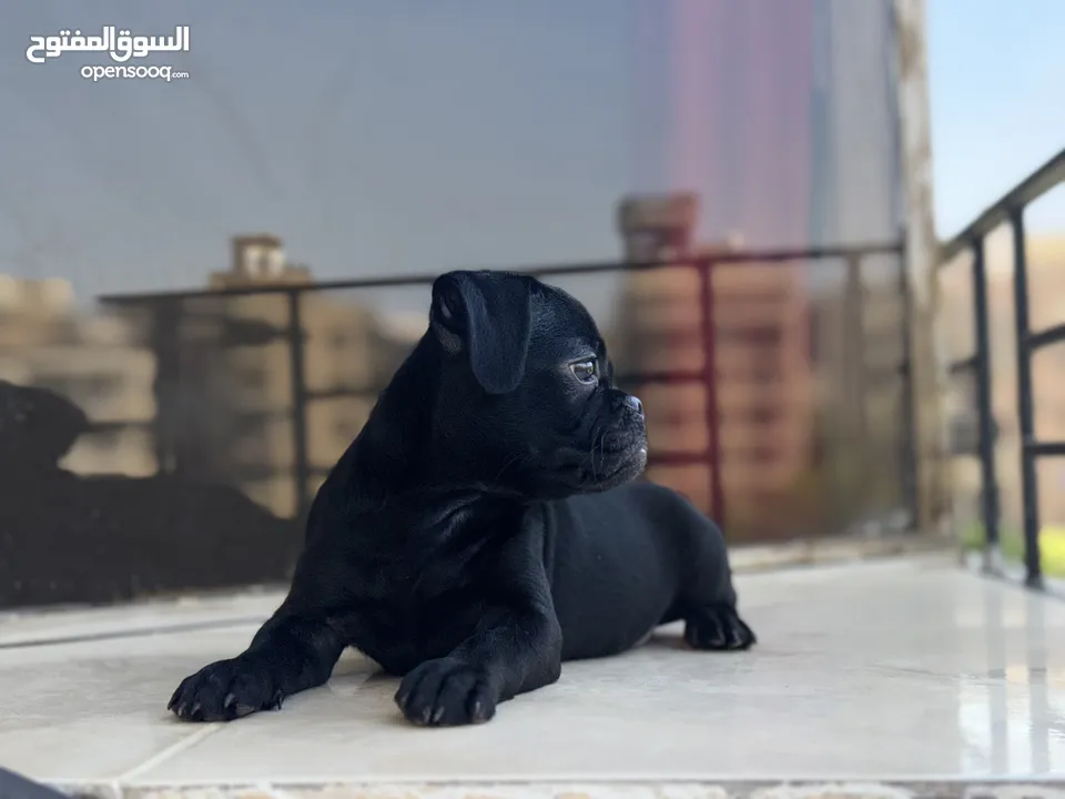 جرو بج بيور  Pug