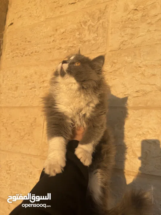 قطة شيرازي 5 اشهر - 5months  persian cat