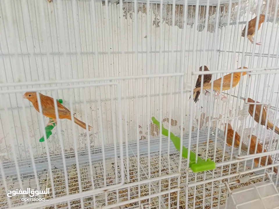 طيور كنار مشكله