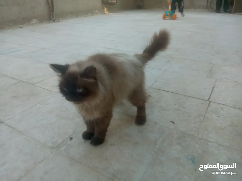 قطط هملايا للبيع ذكر وأنثى العمر شهر ونص لعوبات