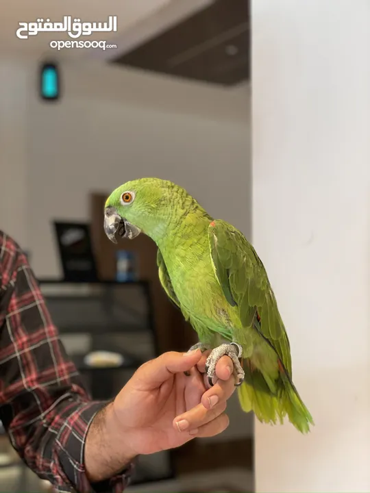 Double Yellow Head Amazon  - Friendly and Tamed