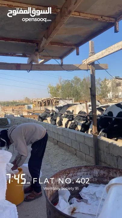السلام عليكم موجود 3 عجول لحم أوزان 350 البيع كيلو