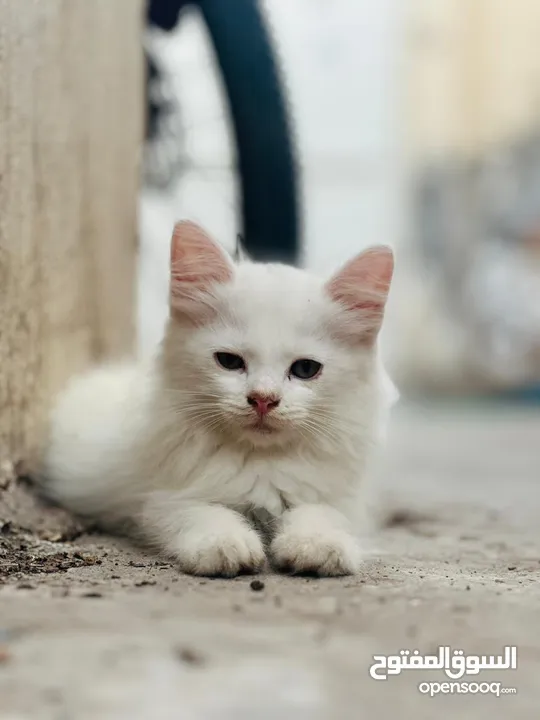 Persian kitten full white