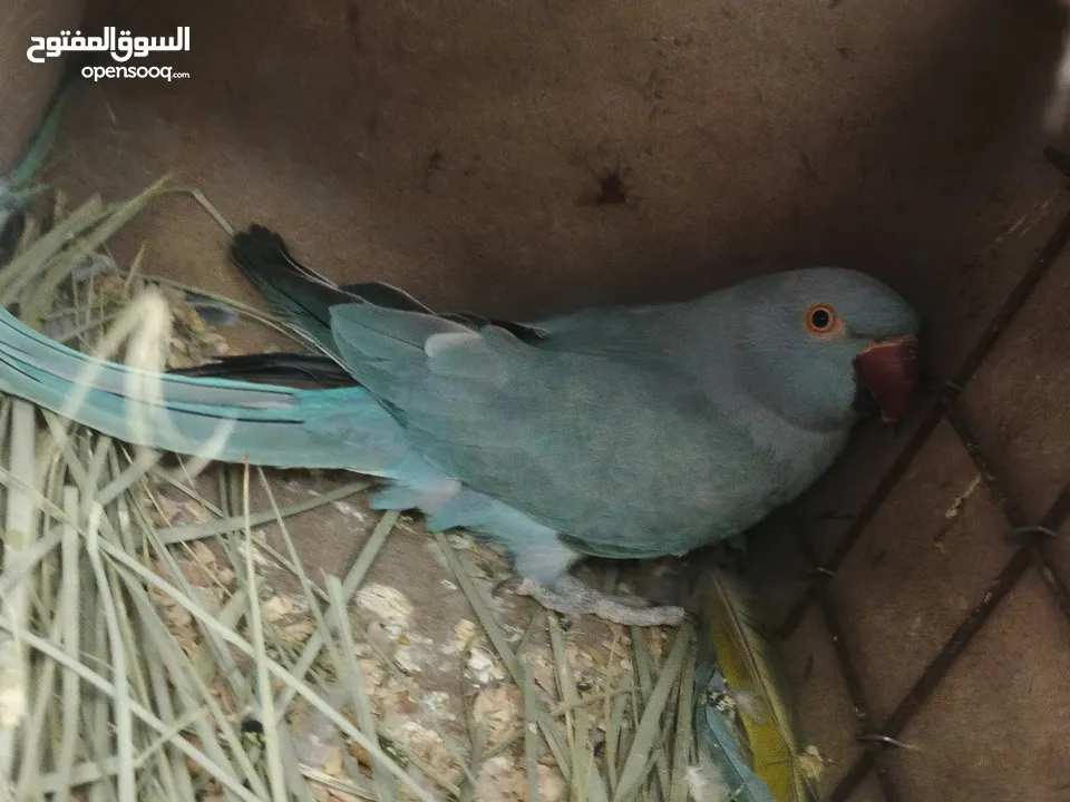 ببغاء كويكر. و دره. و فراخ دره و كويكر  تابع وصف طيور بسعر حرق