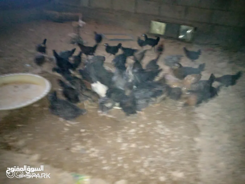 فراخ للبيع