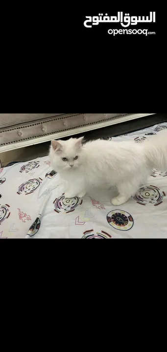 قطه أنثى عمرها 6-7 شهور مستوى عالي جدا :   Female cat 6-7 months old, very high standard