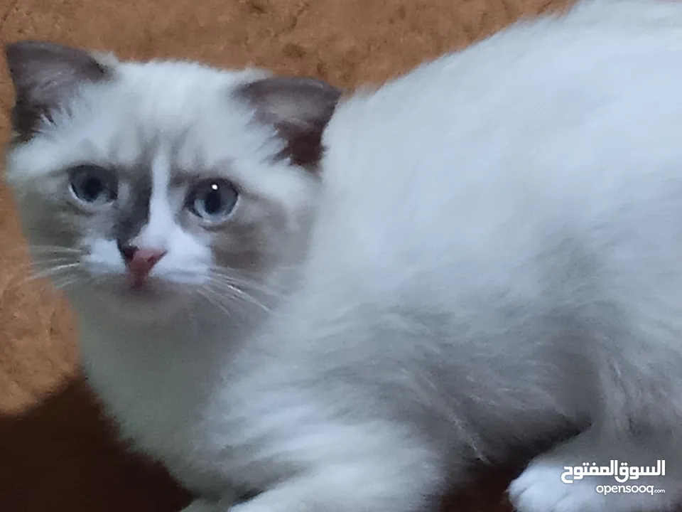 قط سكوتش فولد للبيع