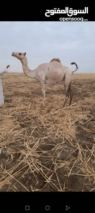 بوش سودانيات أصايل سابقات منتجات حلين في السودان كسلا