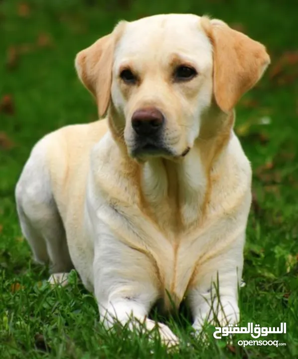 كلب  لابرادور ريتريفر اصفر   للبيع بسعر مغري