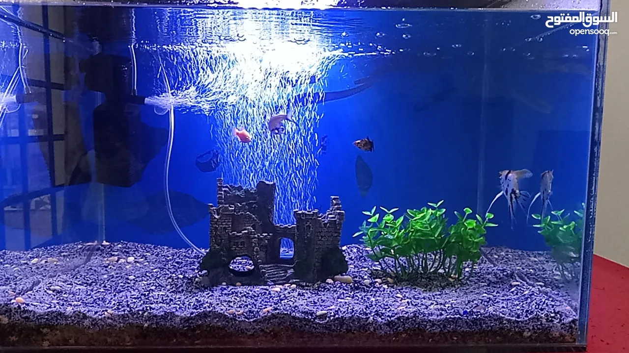 Fish tank with all accessories table and fish