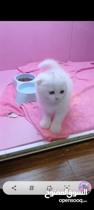 أنثى سكوتش فولد مستوى قوي