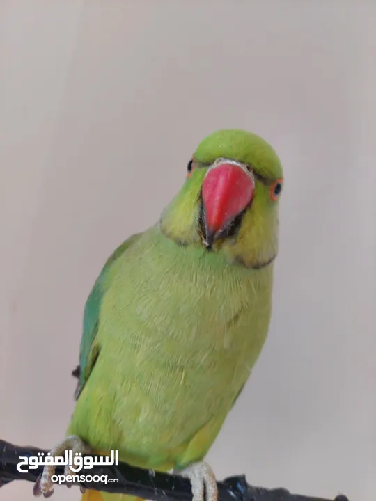 ترويض وتدريب ببغاء الدرارة الهندي الشرس ببغاء صيد خلال شهر فقط بتستلمو اليف مية بالمية ما بعض نهائي
