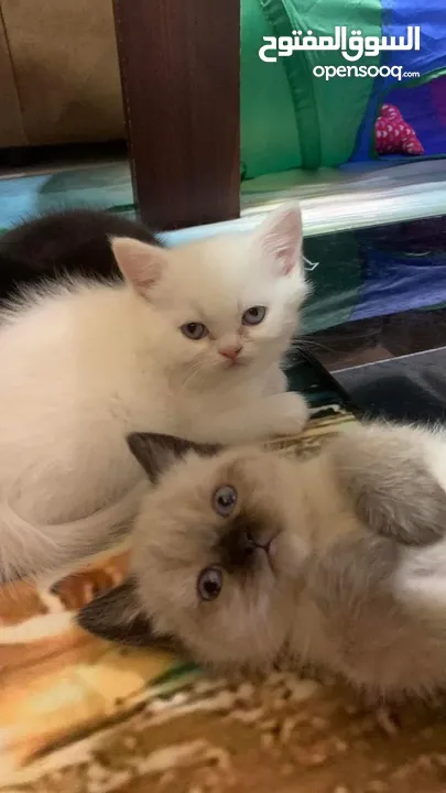 Adorable British Shorthair Kittens Looking for Their Forever Homes – Ready to Join Your Family