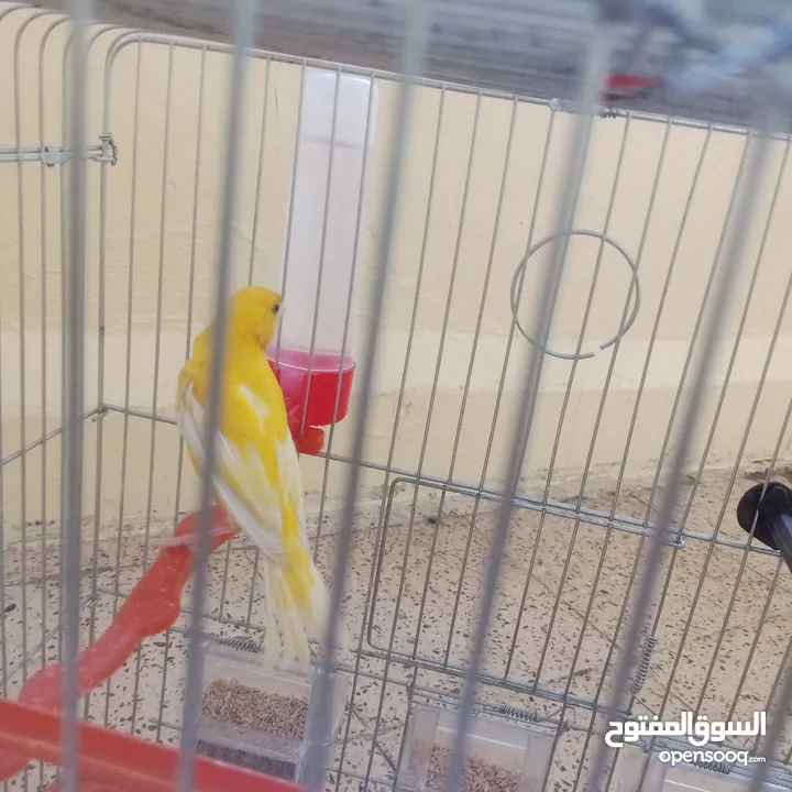 عصافير كناري